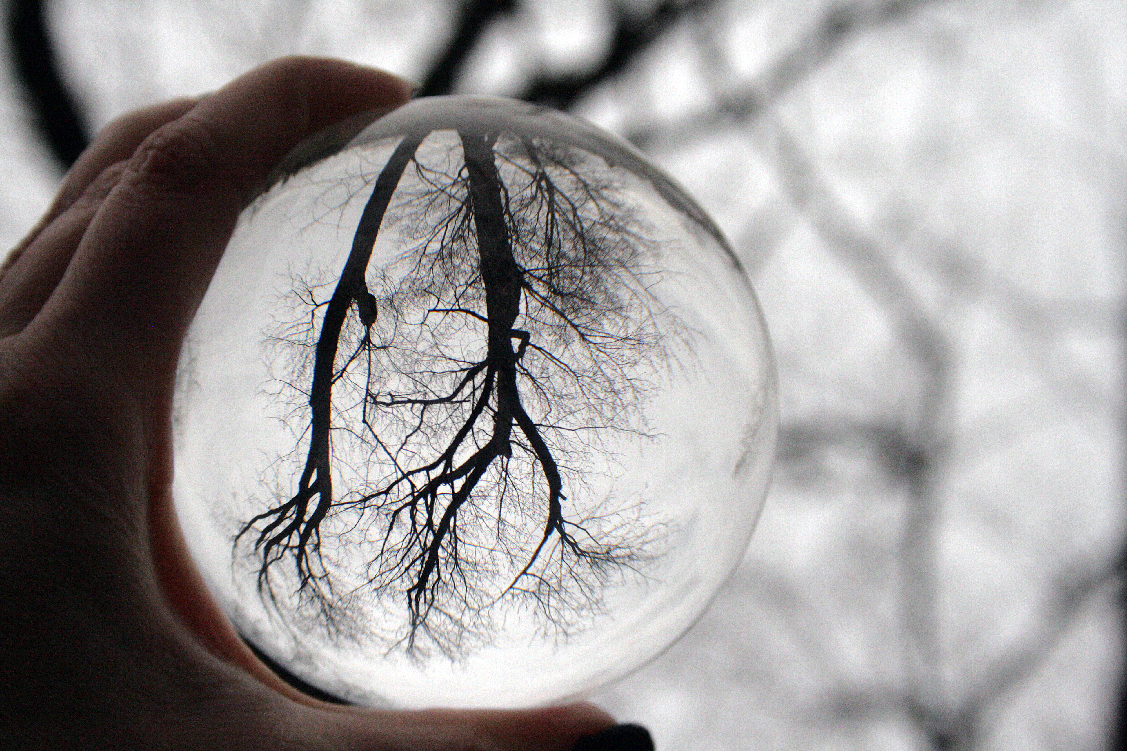 A hand holding a glass ball with a bare tree reflected in it