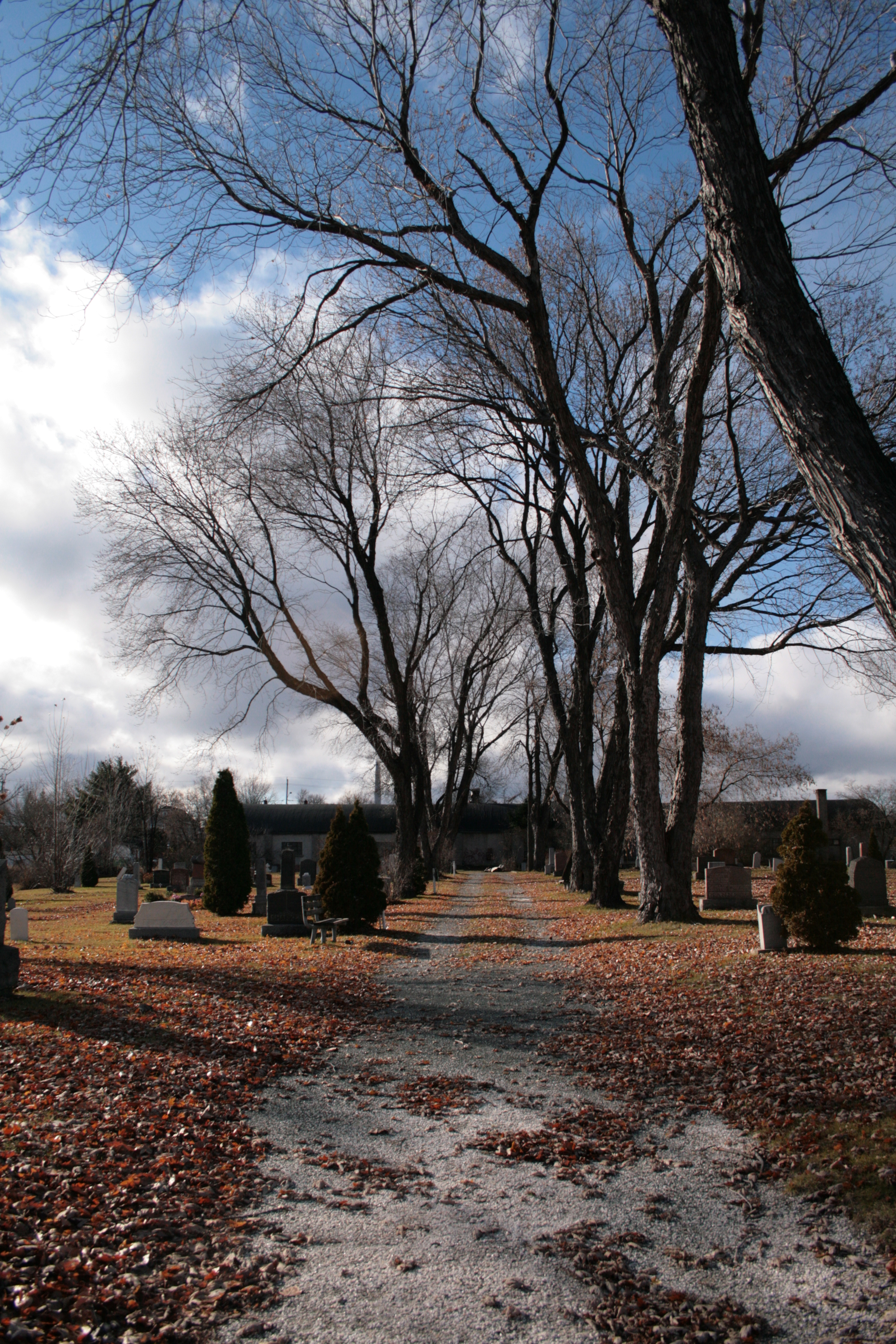 A path lined with bare trees in a cemetery