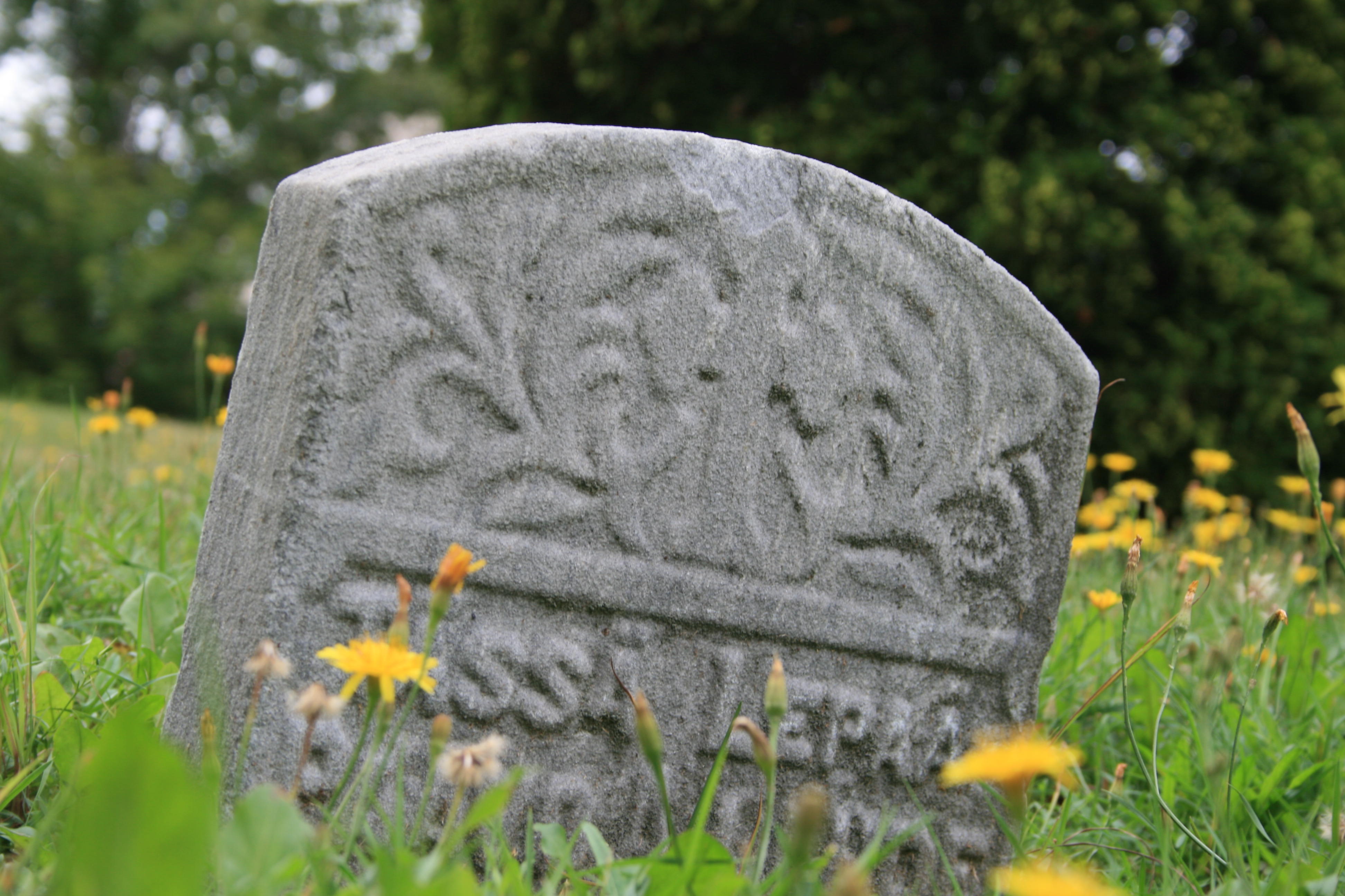 a grey tombstone leaning to the right in a field of yellow dandelions