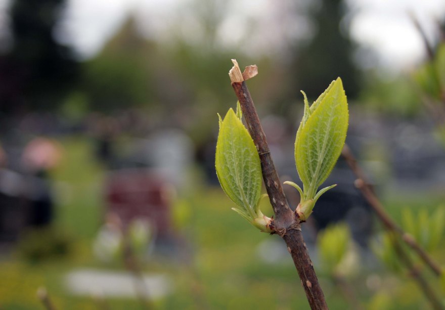A leaf budding on a branch.