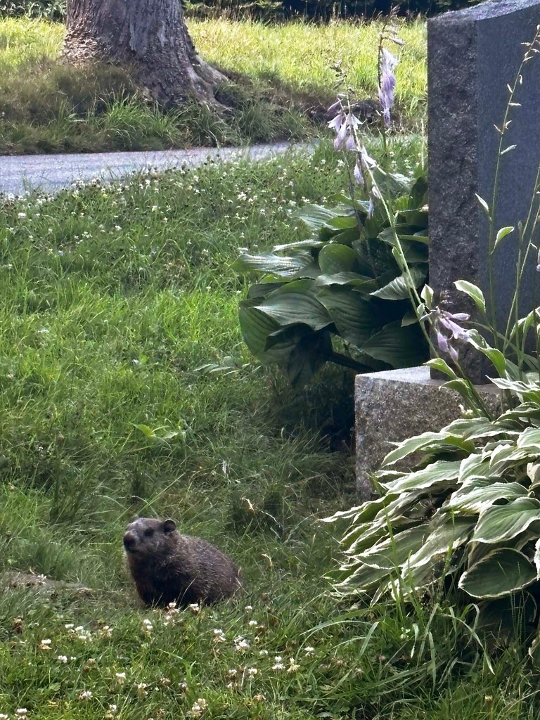 Cimetière Notre-Dame-des-Neiges, Montréal QC ©2025