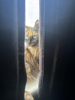 My cat, the troublemaker